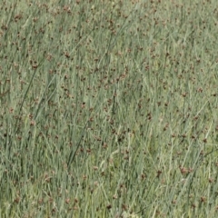 Schoenoplectus pungens at Illilanga & Baroona - 25 Nov 2018