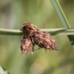 Schoenoplectus pungens at Illilanga & Baroona - 25 Nov 2018