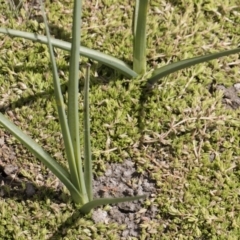 Schoenoplectus pungens at Illilanga & Baroona - 25 Nov 2018