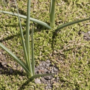 Schoenoplectus pungens at Illilanga & Baroona - 25 Nov 2018