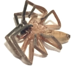 Delena cancerides (Social huntsman spider) at Mirador, NSW - 25 Mar 2019 by hynesker1234