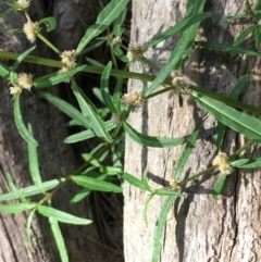 Alternanthera denticulata (Lesser Joyweed) at Paddys River, ACT - 2 Feb 2018 by JaneR