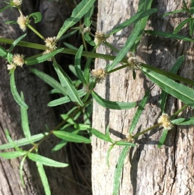 Alternanthera denticulata (Lesser Joyweed) at Cotter Reserve - 2 Feb 2018 by JaneR