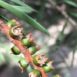 Callistemon sieberi at Paddys River, ACT - 2 Feb 2018 04:51 PM