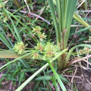 Cyperus eragrostis at Paddys River, ACT - 2 Feb 2018 04:43 PM