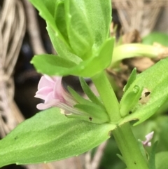 Gratiola peruviana (Australian Brooklime) at Paddys River, ACT - 2 Feb 2018 by JaneR