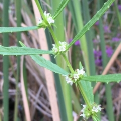 Lycopus australis (Native Gipsywort, Australian Gipsywort) at Cotter Reserve - 2 Feb 2018 by JaneR