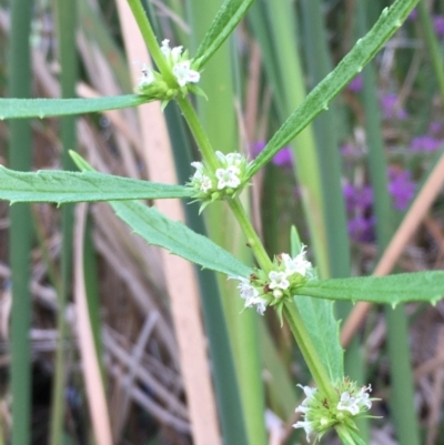 Lycopus australis (Native Gipsywort, Australian Gipsywort) at Paddys River, ACT - 2 Feb 2018 by JaneR