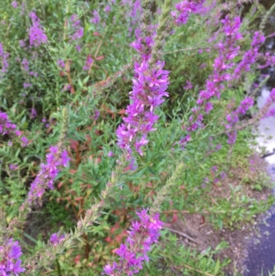 Lythrum salicaria (Purple Loosestrife) at Cotter Reserve - 2 Feb 2018 by JaneR