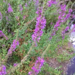 Lythrum salicaria (Purple Loosestrife) at Paddys River, ACT - 2 Feb 2018 by JaneR