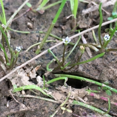 Limosella australis (Austral Mudwort) at Watson, ACT - 26 Jan 2018 by JaneR