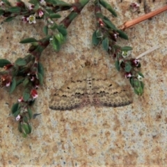 Scopula rubraria (Reddish Wave, Plantain Moth) at Amaroo, ACT - 23 Mar 2019 by davobj