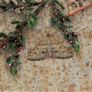 Scopula rubraria at Amaroo, ACT - 24 Mar 2019