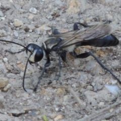 Sphex sp. (genus) (Unidentified Sphex digger wasp) at Paddys River, ACT - 20 Feb 2019 by michaelb