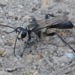 Sphex sp. (genus) at Paddys River, ACT - 20 Feb 2019