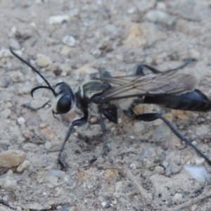 Sphex sp. (genus) at Paddys River, ACT - 20 Feb 2019 06:02 PM