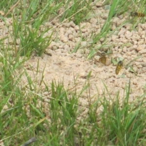 Vespula germanica at Yowrie, NSW - 10 Mar 2019