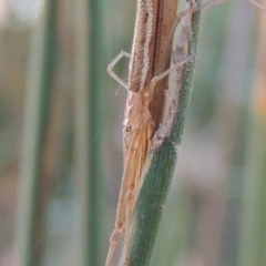 Tetragnatha sp. (genus) (Long-jawed spider) at Paddys River, ACT - 20 Feb 2019 by MichaelBedingfield