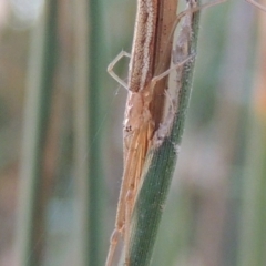 Tetragnatha sp. (genus) (Long-jawed spider) at Paddys River, ACT - 20 Feb 2019 by michaelb