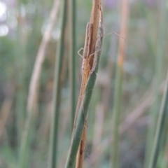 Tetragnatha sp. (genus) at Paddys River, ACT - 20 Feb 2019