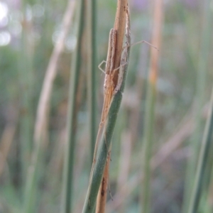 Tetragnatha sp. (genus) at Paddys River, ACT - 20 Feb 2019