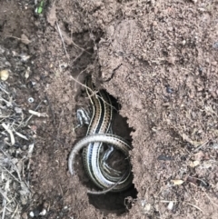 Ctenotus robustus (Robust Striped-skink) at Molonglo River Reserve - 25 Mar 2019 by Simmo