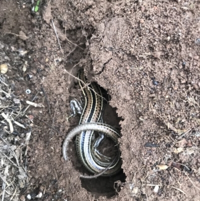 Ctenotus robustus (Robust Striped-skink) at Molonglo River Reserve - 25 Mar 2019 by Simmo