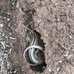 Ctenotus robustus (Robust Striped-skink) at Molonglo River Reserve - 24 Mar 2019 by Simmo