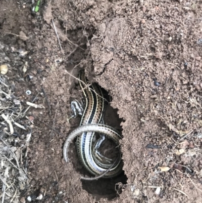 Ctenotus robustus (Robust Striped-skink) at Molonglo Valley, ACT - 24 Mar 2019 by Simmo