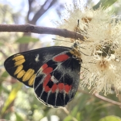 Delias harpalyce (Imperial Jezebel) at Acton, ACT - 16 Feb 2019 by PeterR