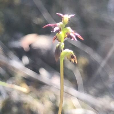 Corunastylis clivicola (Rufous midge orchid) at Acton, ACT - 23 Mar 2019 by PeterR