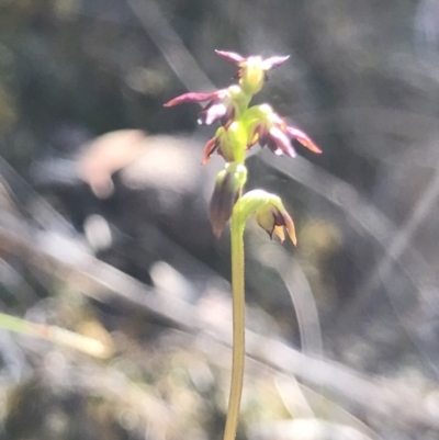 Corunastylis clivicola (Rufous midge orchid) at Acton, ACT - 22 Mar 2019 by PeterR