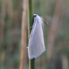 Tipanaea patulella (The White Crambid moth) at Paddys River, ACT - 20 Feb 2019 by MichaelBedingfield