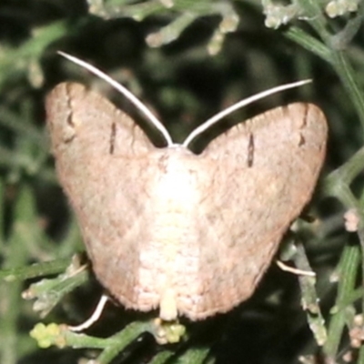 Dissomorphia australiaria (Dashed Geometrid, Ennominae) at Ainslie, ACT - 10 Mar 2019 by jb2602