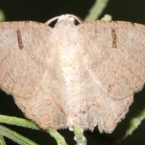 Dissomorphia australiaria at Ainslie, ACT - 10 Mar 2019 11:12 PM