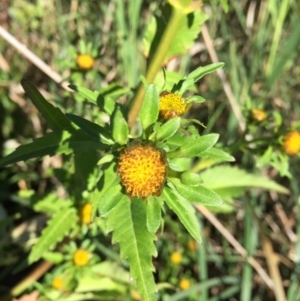 Bidens tripartita at South Pambula, NSW - 25 Mar 2019