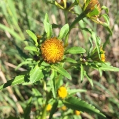 Bidens tripartita at South Pambula, NSW - 25 Mar 2019 10:00 AM