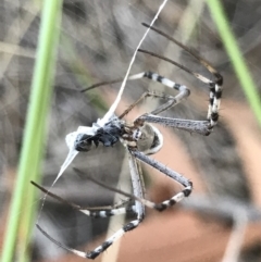 Argiope (genus) (A St. Andrew's cross spider) at Hackett, ACT - 13 Feb 2019 by PeterR