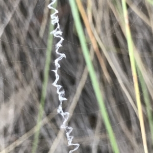 Argiope sp. (genus) at Hackett, ACT - 13 Feb 2019