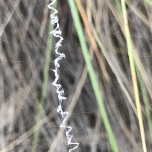 Argiope sp. (genus) at Hackett, ACT - 13 Feb 2019 06:45 PM