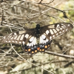 Papilio anactus (Dainty Swallowtail) at Point 4999 - 10 Mar 2019 by PeterR