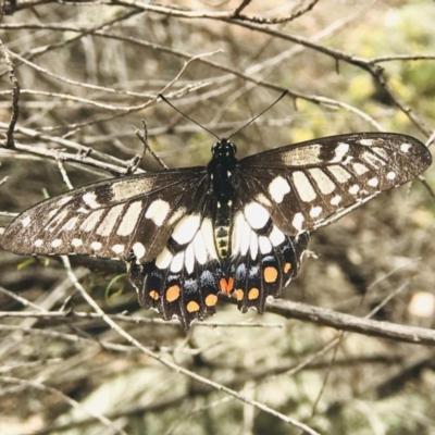 Papilio anactus (Dainty Swallowtail) at Black Mountain - 10 Mar 2019 by PeterR