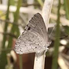 Erina hyacinthina (Varied Dusky-blue) at Hackett, ACT - 10 Mar 2019 by PeterR