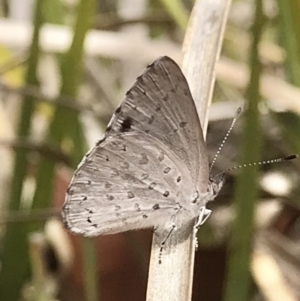 Erina hyacinthina at Hackett, ACT - 10 Mar 2019 12:38 PM