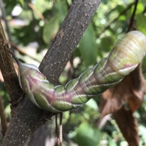 Psilogramma casuarinae at Kambah, ACT - 24 Mar 2019