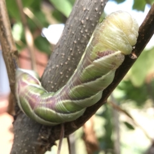 Psilogramma casuarinae at Kambah, ACT - 24 Mar 2019