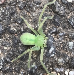 Sparassidae (family) (A Huntsman Spider) at ANBG - 22 Mar 2019 by PeterR