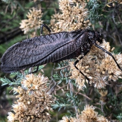 Acripeza reticulata (Mountain Katydid) at Kosciuszko National Park - 2 Mar 2019 by OPJ