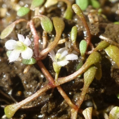 Glossostigma elatinoides (Small Mud-mat) at Uriarra Village, ACT - 3 Mar 2019 by RWPurdie