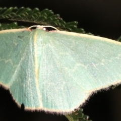 Chlorocoma dichloraria (Guenee's or Double-fringed Emerald) at Ainslie, ACT - 10 Mar 2019 by jb2602